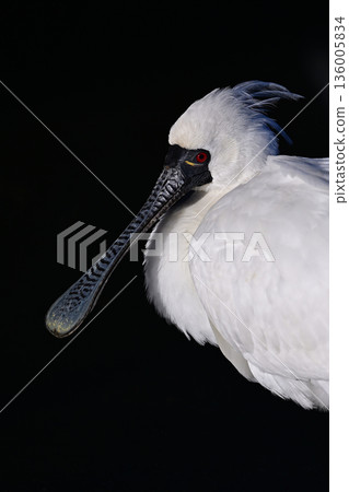 Black-faced Spoonbill ① (Kagoshima Prefecture) 136005834
