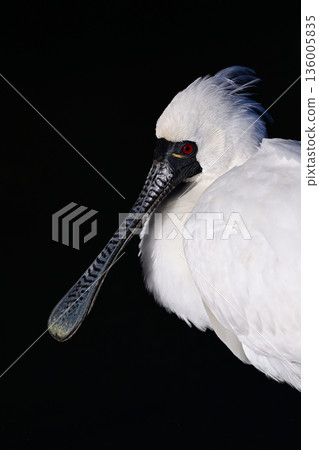 黑臉琵鷺②(鹿兒島縣) 黑臉琵鷺②(鹿兒島縣) 136005835