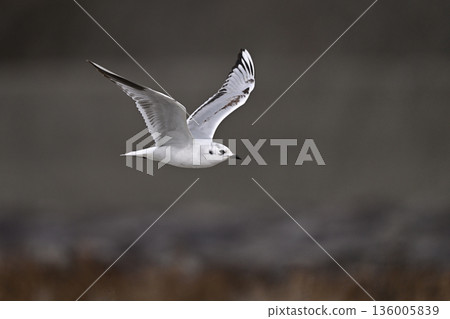 Black-headed Gull① (Saga Prefecture) 136005839