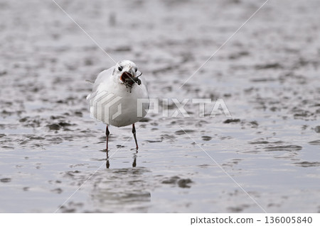 Black-headed Gull② (Saga Prefecture) 136005840