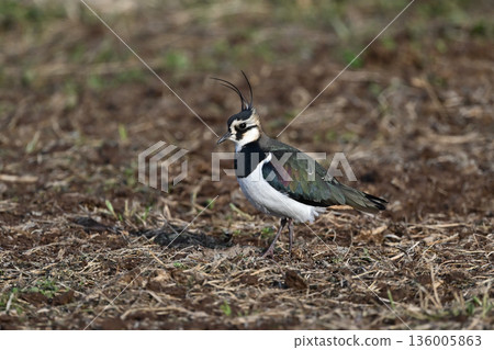 北紅尾鴝⑦（佐賀縣） 136005863