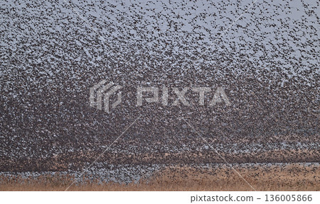 巴鴨③（長崎縣） 136005866