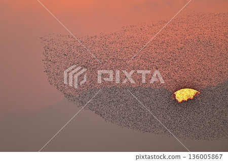 巴鴨 ⑪（長崎縣） 136005867