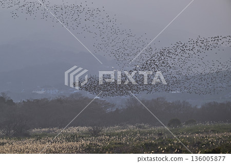 Tomoe Gamo 22 (Nagasaki Prefecture) 136005877