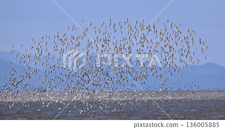 Dunlin flock ① (Saga Prefecture) Dunlin flock ① (Saga Prefecture) 136005885