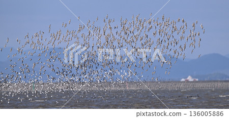 Dunlin flock ② (Saga Prefecture) 136005886