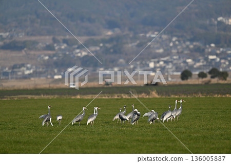 White-naped Crane ⑥ (Nagasaki Prefecture) 136005887