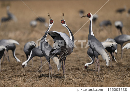 白枕鶴⑦(鹿兒島縣) 白枕鶴⑦(鹿兒島縣) 136005888