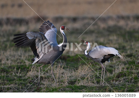 白枕鶴⑧（鹿兒島縣） 136005889