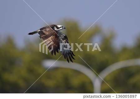 Osprey ⑫ (Kagoshima Prefecture) 136005897