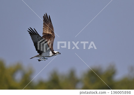 Osprey ⑬ (Kagoshima Prefecture) Osprey ⑬ (Kagoshima Prefecture) 136005898