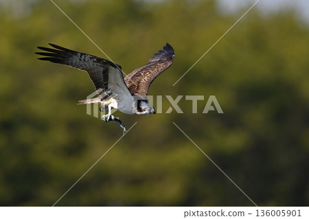 Osprey ⑯ (Kagoshima Prefecture) 136005901