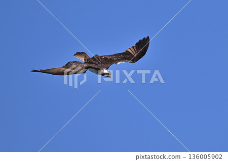 Osprey ⑰ (Kagoshima Prefecture) Osprey ⑰ (Kagoshima Prefecture) 136005902
