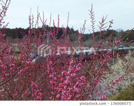 偕樂園的梅花與E657系列「緋紅之花號」列車（攝於常磐線偕樂園至赤塚站間的偕樂園站） 136006073