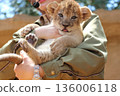 Lion's baby 136006118