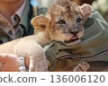 Lion's baby 136006120