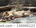 A child of a lion 136006122
