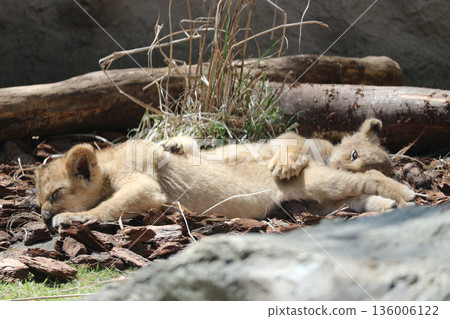 A child of a lion 136006122