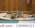 Lion's baby 136006123