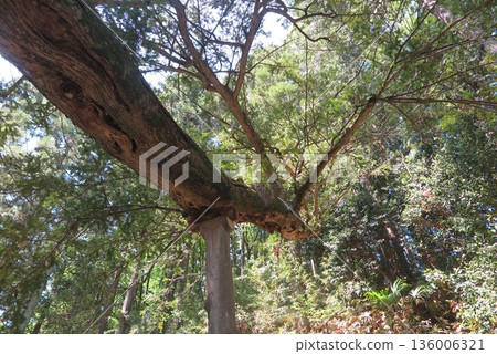 Landscape of trees stretching horizontally 1 Landscape of trees stretching horizontally 1 136006321