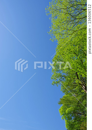 清新的綠色在藍天的襯托下熠熠生輝 清新的綠色在藍天的襯托下熠熠生輝 136006512