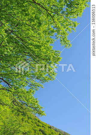 Fresh greenery shining against the blue sky Fresh greenery shining against the blue sky 136006513