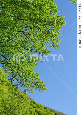 Fresh greenery shining against the blue sky Fresh greenery shining against the blue sky 136006514