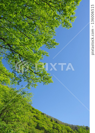 清新的綠色在藍天的襯托下熠熠生輝 136006515