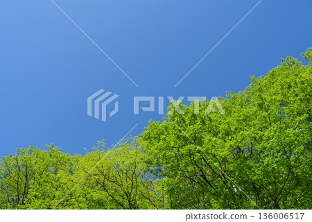 清新的綠色在藍天的襯托下熠熠生輝 136006517