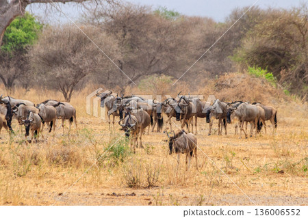 Herd of blue wildebeest (Connochaetes taurinus) in Tarangire National Park, Tanzania Herd of blue wildebeest (Connochaetes taurinus) in Tarangire National Park, Tanzania 136006552
