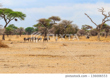 Herd of blue wildebeest (Connochaetes taurinus) in Tarangire National Park, Tanzania 136006553