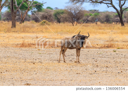 Blue wildebeest (Connochaetes taurinus) in Tarangire National Park, Tanzania Blue wildebeest (Connochaetes taurinus) in Tarangire National Park, Tanzania 136006554