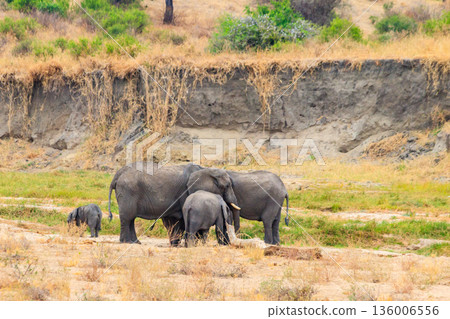 Herd of african elephants in Tarangire National Park, Tanzania 136006556