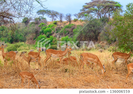 Herd of impalas (Aepyceros melampus) in Tarangire National Park, Tanzania 136006559