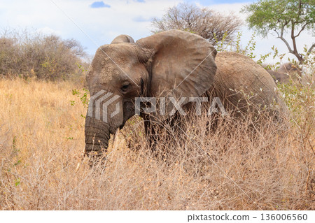African elephant in Tarangire National Park, Tanzania 136006560