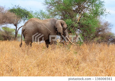 African elephant in Tarangire National Park, Tanzania African elephant in Tarangire National Park, Tanzania 136006561