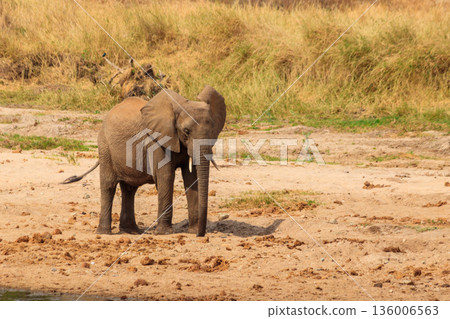 Young african elephant in Tarangire national park, Tanzania 136006563