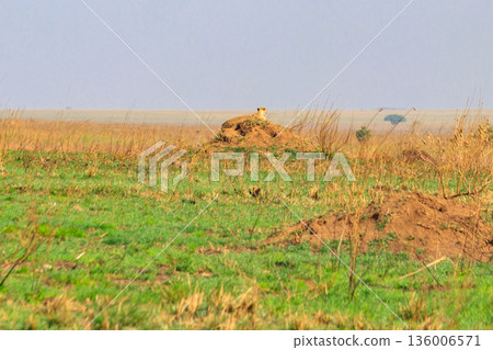 Cheetah (Acinonyx jubatus) on termite mound in savanna in Serengeti National park, Tanzania 136006571