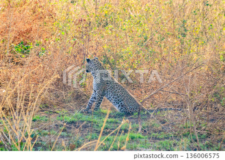 African leopard (Panthera pardus pardus) sitting in grass in Serengeti National park, Tanzania African leopard (Panthera pardus pardus) sitting in grass in Serengeti National park, Tanzania 136006575