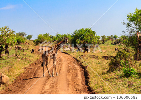 Giraffe and blue wildebeests in Serengeti national park in Tanzania. Wildlife of Africa 136006582