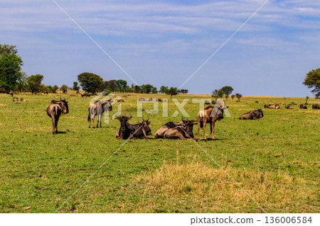 Herd of blue wildebeest (Connochaetes taurinus) in savannah in Serengeti national park in Tanzania. Great migration Herd of blue wildebeest (Connochaetes taurinus) in savannah in Serengeti national park in Tanzania. Great migration 136006584