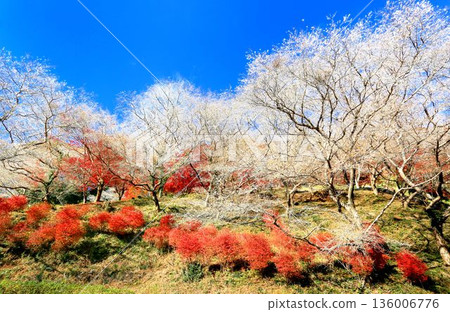 四季川上櫻沒有佐藤 四季川上櫻沒有佐藤 136006776