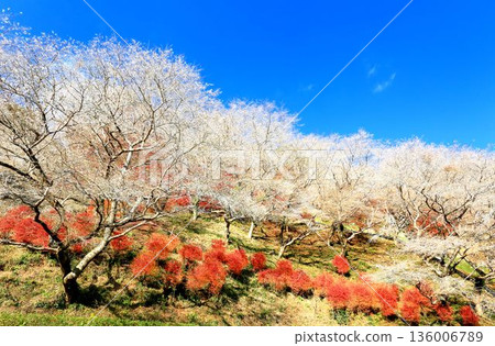 四季川上櫻沒有佐藤 四季川上櫻沒有佐藤 136006789