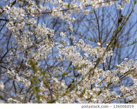 江戶彼岸山上的櫻花盛開 136006859