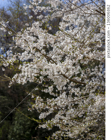 Edohigan cherry blossoms blooming in the mountains Edohigan cherry blossoms blooming in the mountains 136006862
