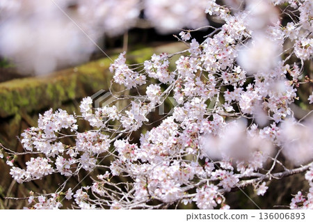Scenery with cherry blossoms Scenery with cherry blossoms 136006893