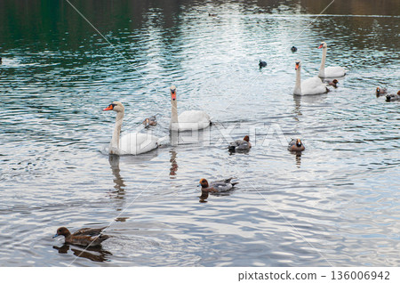 志高湖的疣鼻天鵝 136006942