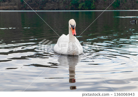 志高湖的疣鼻天鵝 136006943
