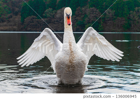 Mute swans at Lake Shidaka 136006945