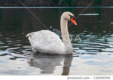 Mute swans at Lake Shidaka 136006946
